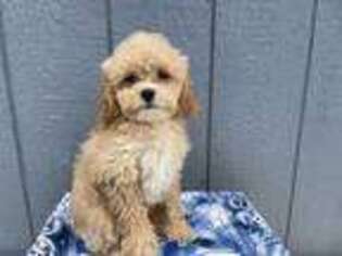 Cavapoo Puppy for sale in Atlanta, GA, USA