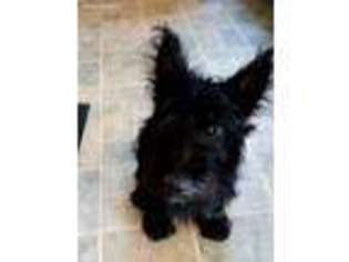 Scottish Terrier Puppy for sale in Chico, CA, USA