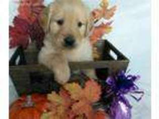 Golden Retriever Puppy for sale in Holden, MO, USA