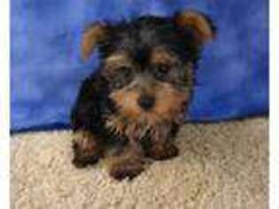 Yorkshire Terrier Puppy for sale in Tama, IA, USA