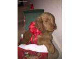 Goldendoodle Puppy for sale in Renton, WA, USA