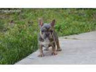 French Bulldog Puppy for sale in Ashburn, VA, USA