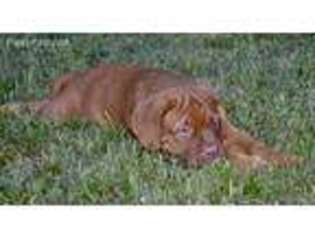 American Bull Dogue De Bordeaux Puppy for sale in Greensboro, NC, USA