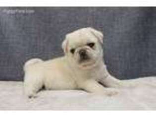 Pug Puppy for sale in Richland, PA, USA