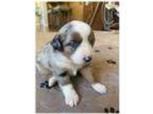 Miniature Australian Shepherd Puppy for sale in Santa Clarita, CA, USA
