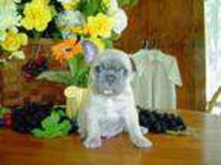 French Bulldog Puppy for sale in Crowley, TX, USA