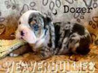 Bulldog Puppy for sale in Stevens, PA, USA