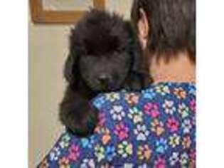 Newfoundland Puppy for sale in Washington Court House, OH, USA