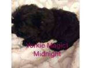 Yorkshire Terrier Puppy for sale in Camilla, GA, USA