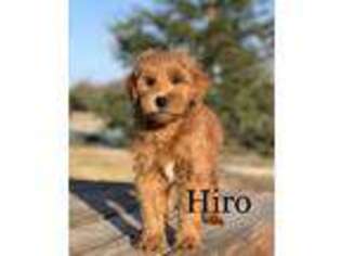 Goldendoodle Puppy for sale in Winton, CA, USA