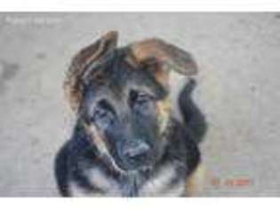 German Shepherd Dog Puppy for sale in Poplar Bluff, MO, USA