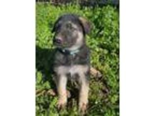 Mutt Puppy for sale in Arp, TX, USA