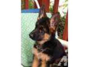German Shepherd Dog Puppy for sale in HERCULES, CA, USA
