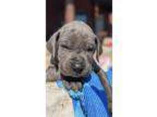 Great Dane Puppy for sale in Dale, TX, USA