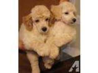 Mutt Puppy for sale in THREE RIVERS, MA, USA