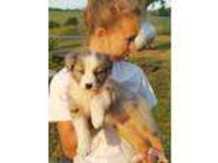 Australian Shepherd Puppy for sale in Downing, MO, USA