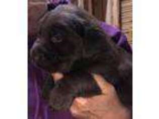 Labrador Retriever Puppy for sale in Brandywine, MD, USA