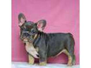 French Bulldog Puppy for sale in Campo, CA, USA