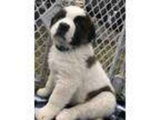 Saint Bernard Puppy for sale in Buckley, WA, USA