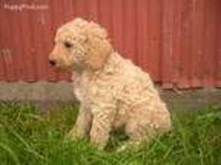 Mutt Puppy for sale in Medford, WI, USA