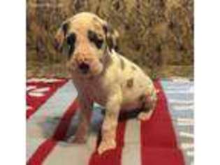 Great Dane Puppy for sale in Mannford, OK, USA