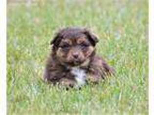 Australian Shepherd Puppy for sale in Eaton, OH, USA