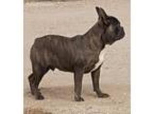 French Bulldog Puppy for sale in Benkelman, NE, USA