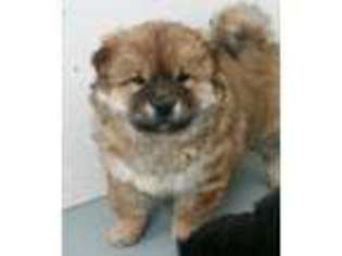 Chow Chow Puppy for sale in Great Falls, MT, USA
