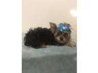 Yorkshire Terrier Puppy for sale in Killeen, TX, USA