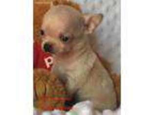 Chihuahua Puppy for sale in Midlothian, TX, USA