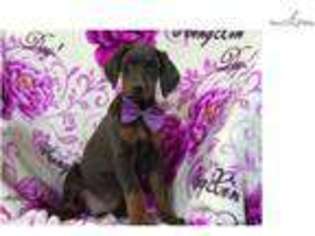 Doberman Pinscher Puppy for sale in Lancaster, PA, USA