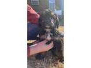 Mutt Puppy for sale in Marshall, AR, USA