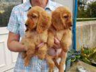 Cocker Spaniel Puppy for sale in Owensboro, KY, USA