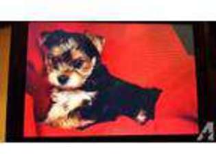 Yorkshire Terrier Puppy for sale in GREENWOOD, IN, USA