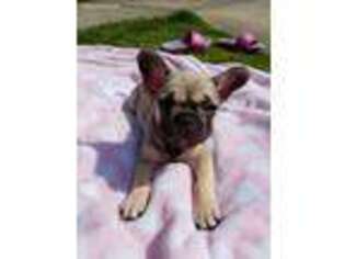 French Bulldog Puppy for sale in University Place, WA, USA