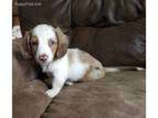 Dachshund Puppy for sale in Lancing, TN, USA