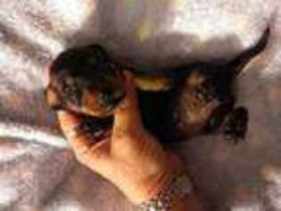 Dachshund Puppy for sale in Sacramento, CA, USA