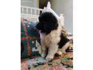Newfoundland Puppy for sale in Waconia, MN, USA