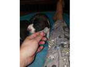 Basenji Puppy for sale in Moody, MO, USA