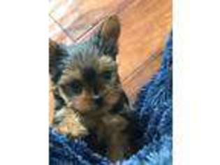 Yorkshire Terrier Puppy for sale in Livermore, CA, USA