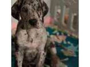 Great Dane Puppy for sale in Port Saint Lucie, FL, USA
