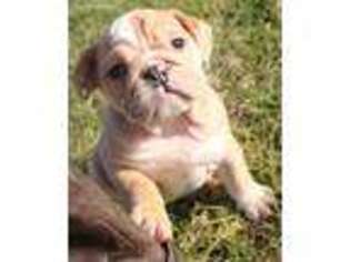 Bulldog Puppy for sale in Tollesboro, KY, USA
