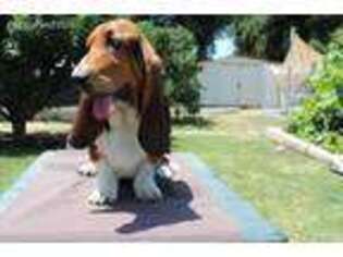 Basset Hound Puppy for sale in Murrieta, CA, USA