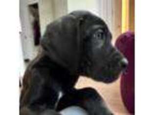 Great Dane Puppy for sale in Collierville, TN, USA