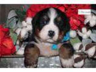 Bernese Mountain Dog Puppy for sale in Fort Worth, TX, USA