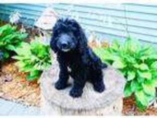 Goldendoodle Puppy for sale in Stillwater, MN, USA