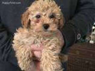 Mutt Puppy for sale in Walton, NY, USA
