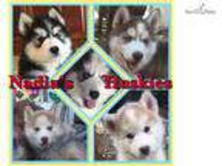 Siberian Husky Puppy for sale in Atlanta, GA, USA