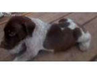 German Shorthaired Pointer Puppy for sale in Stevensville, MT, USA