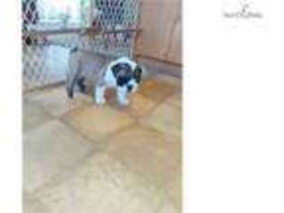 Bulldog Puppy for sale in Grand Rapids, MI, USA